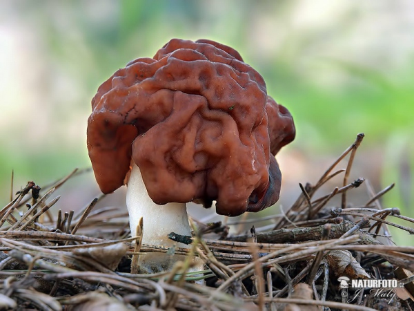 Frühjahrslorchel (Gyromitra esculenta)