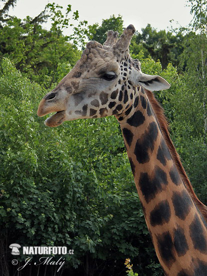 Giraffa camelopardalis rothschildi (Giraffa camelopardalis rothschildi)