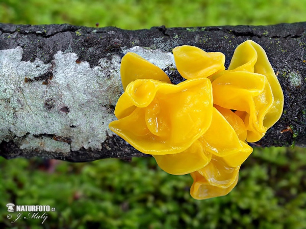 Goldgelber Zitterling (Tremella mesenterica)