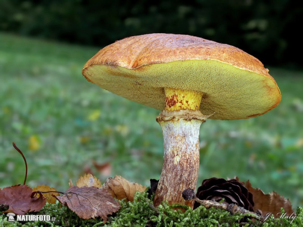 Goldröhrling (Suillus grevillei)