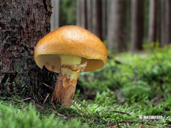 Goldröhrling (Suillus grevillei)