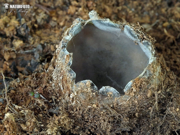 Großsporiger Sandborstling (Geopora arenicola)