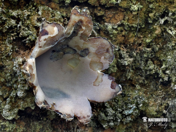 Großsporiger Sandborstling (Geopora arenicola)