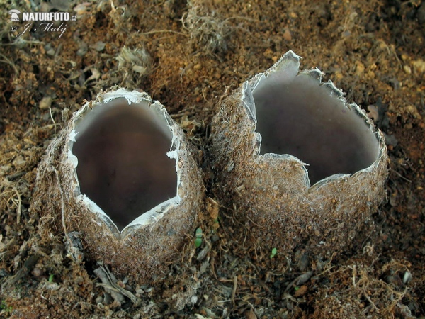 Großsporiger Sandborstling (Geopora arenicola)