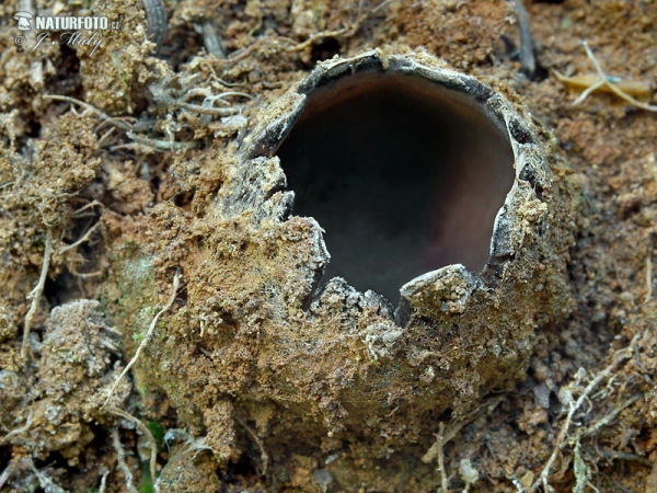 Großsporiger Sandborstling (Geopora arenicola)