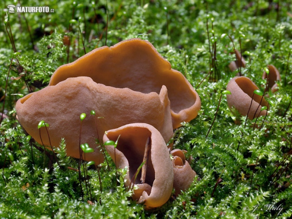 Hasenohr (Otidea leporina)