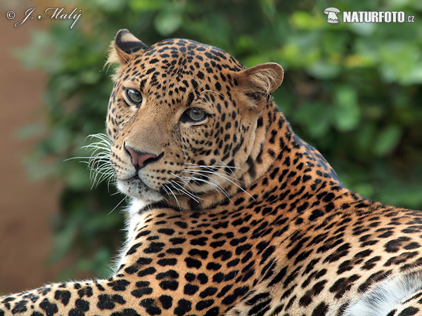 Java-Leopard (Panthera pardus melas)
