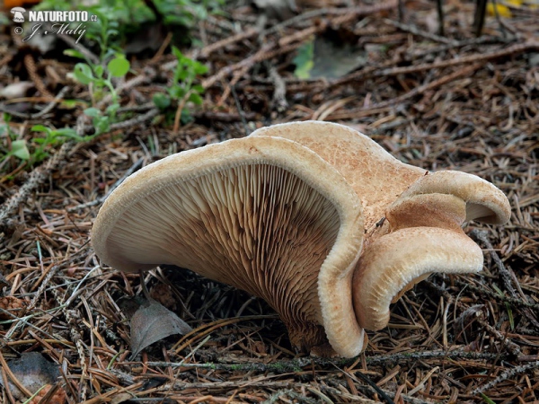 Kahler Krempling (Paxillus involutus)