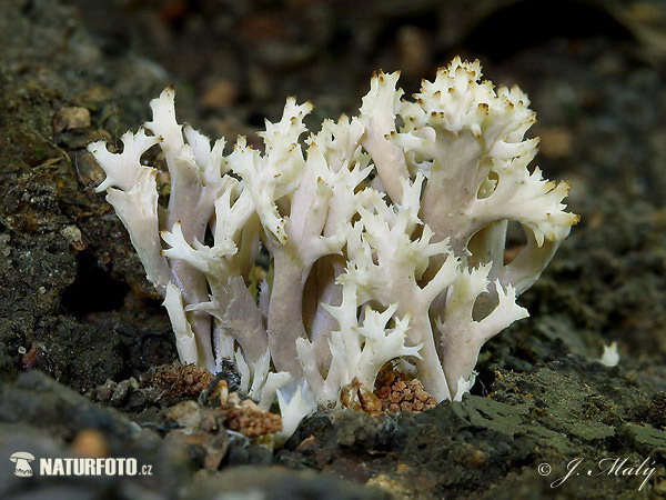 Kammförmiger Keulenpilz (Clavulina coralloides)
