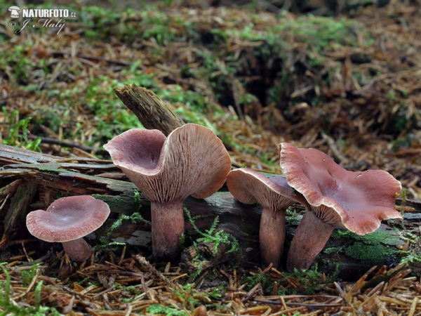 Kampfermilchling (Lactarius camphoratus)