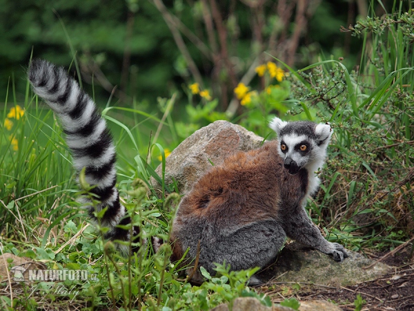 Katta (Lemur catta)