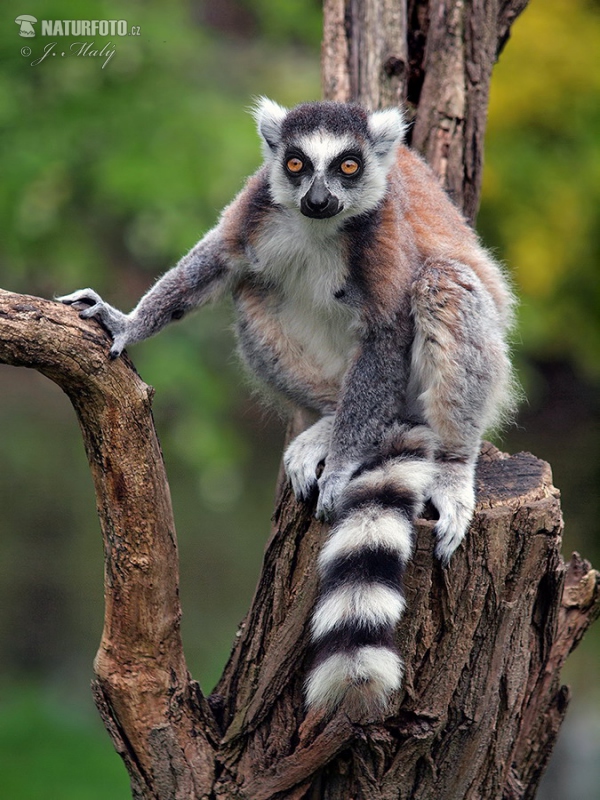 Katta (Lemur catta)