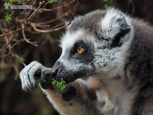 Katta (Lemur catta)