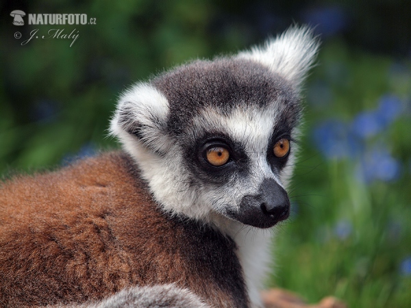 Katta (Lemur catta)