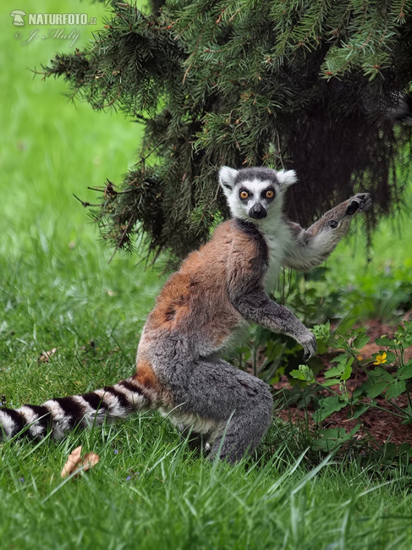 Katta (Lemur catta)