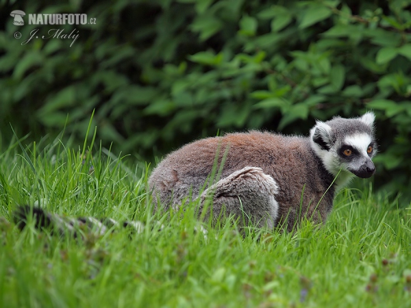 Katta (Lemur catta)