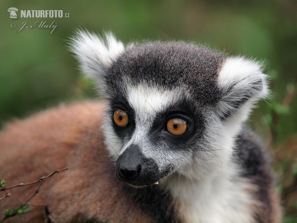 Katta (Lemur catta)