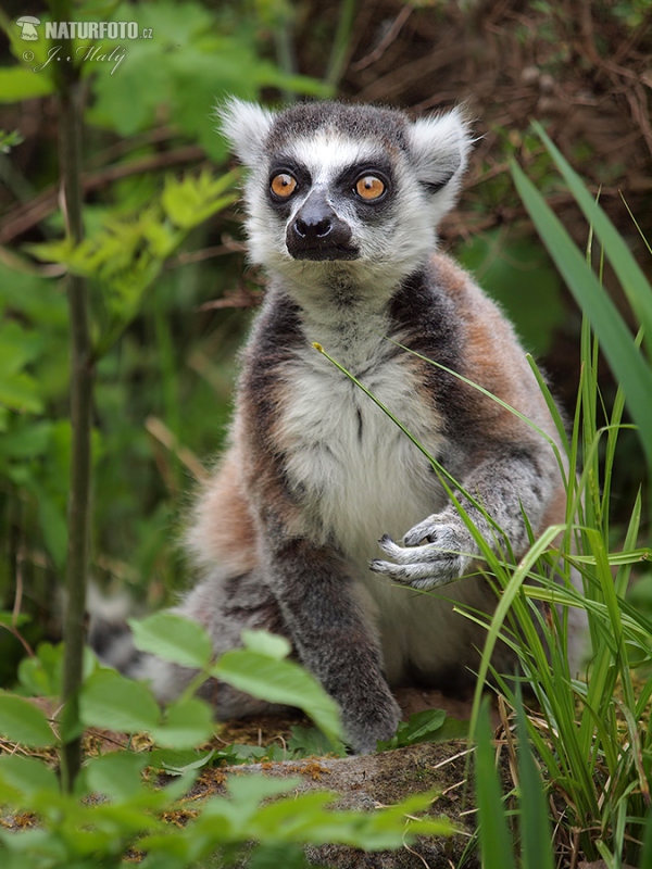 Katta (Lemur catta)