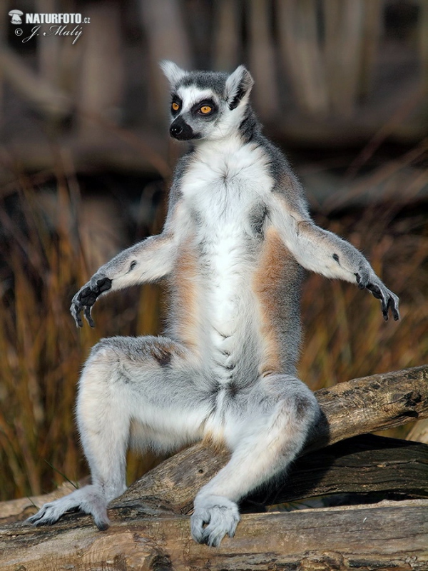 Katta (Lemur catta)