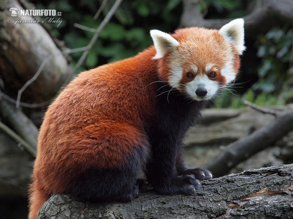 Kleiner Roter Panda, Katzenbär, Bärenkatze (Ailurus fulgens)