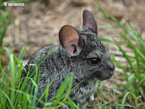 Langschwanz-Chinchilla (Chinchilla lanigera)