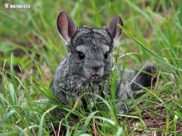 Langschwanz-Chinchilla (Chinchilla lanigera)