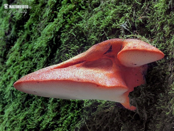 Leberreischling (Fistulina hepatica)