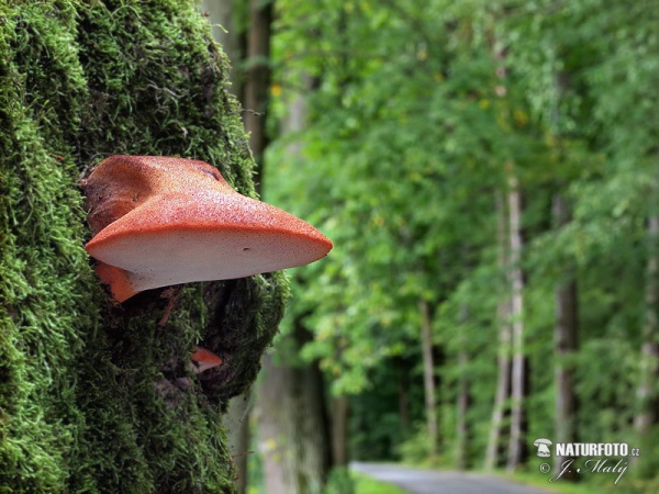 Leberreischling (Fistulina hepatica)