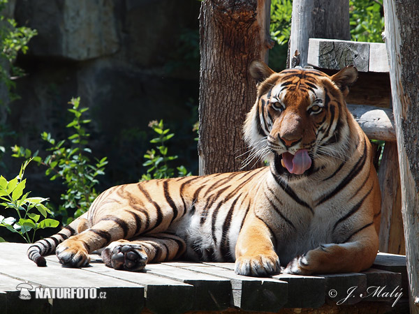 Malaysia-Tiger (Panthera tigris jacksoni)