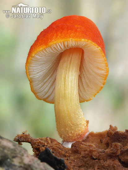 Orangeroter Dachpilz (Pluteus aurantiorugosus)
