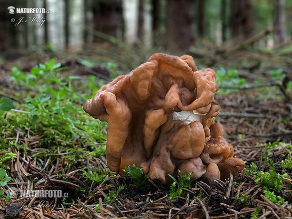 Riesen-Lorchel (Gyromitra gigas)