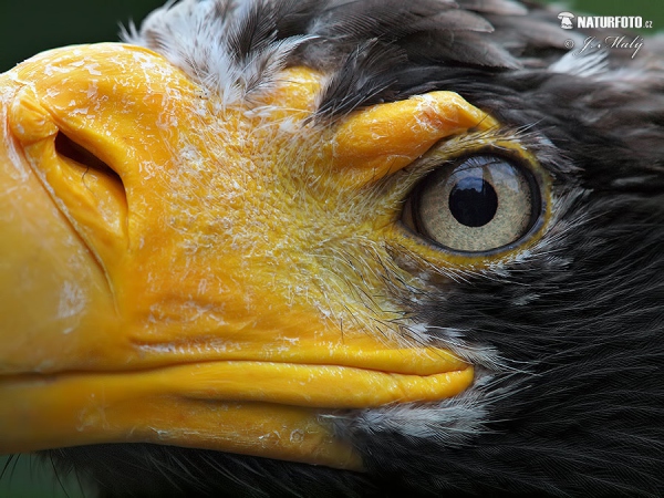 Riesenseeadler (Haliaeetus pelagicus)