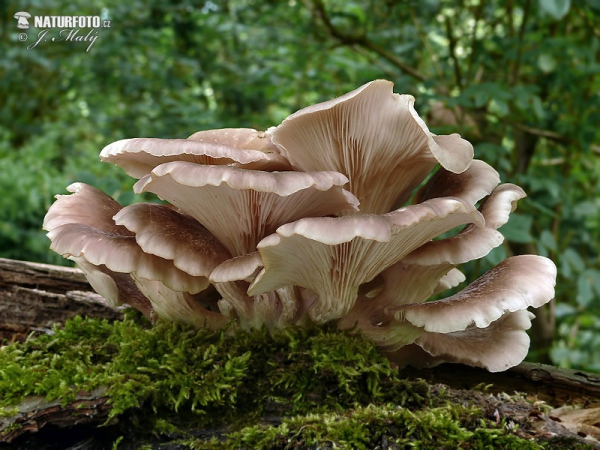 Rillstieliger Seitling (Pleurotus cornucopiae)