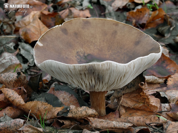 Rillstieliger Weichritterling (Melanoleuca grammopodia)