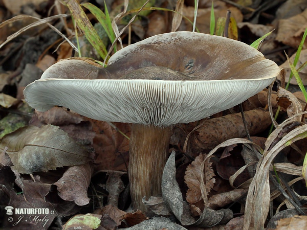 Rillstieliger Weichritterling (Melanoleuca grammopodia)