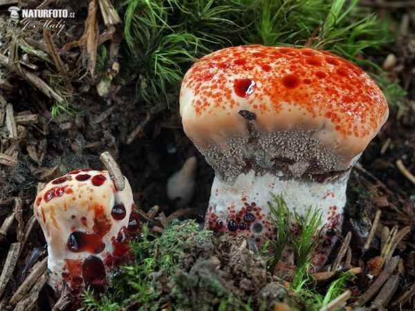 Scharfer Korkstacheling (Hydnellum peckii)