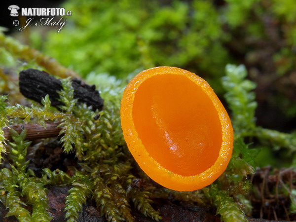 Scharlachroter Kelchbecherling - orange form (Sarcoscypha coccinea var. aurantiaca)