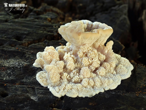 Schmetterlingsporling (Trametes versicolor)