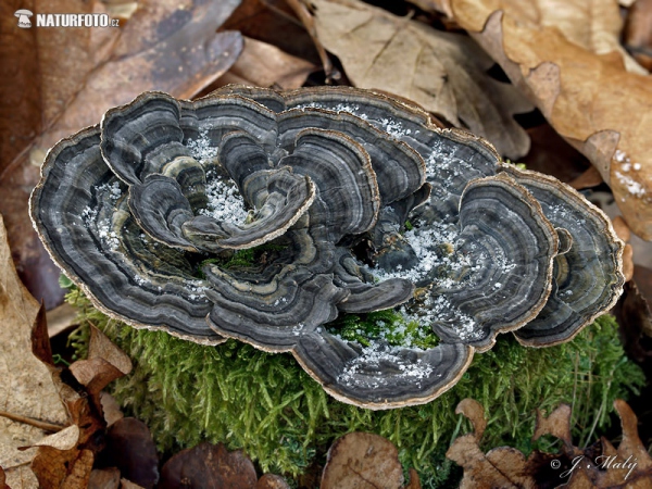 Schmetterlingsporling (Trametes versicolor)