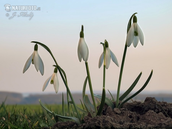 Schneeglöckchen (Galanthus nivalis)