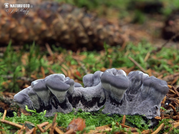 Schwarzer Duftstacheling (Phellodon niger)