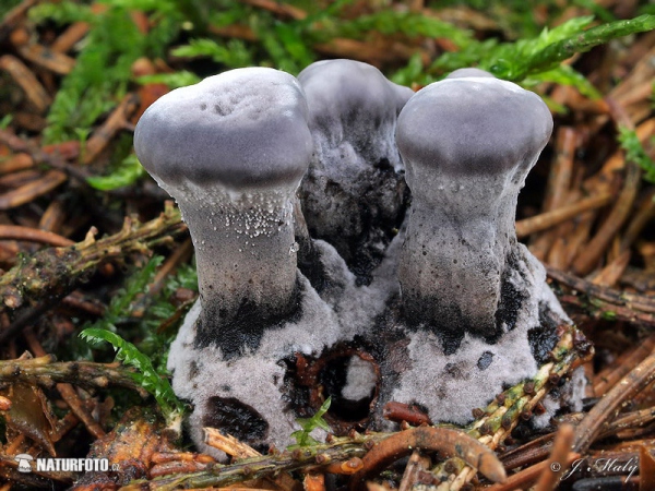 Schwarzer Duftstacheling (Phellodon niger)