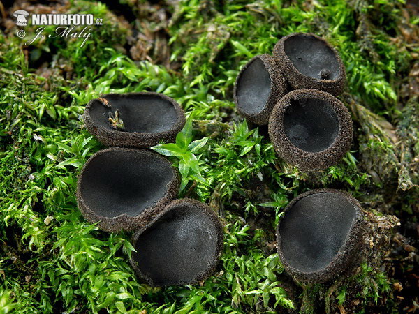 Schwarzglanzender Borstling (Pseudoplectania nigrella)