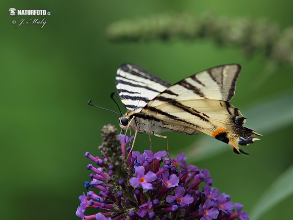 Segelfalter (Iphiclides podalirius)