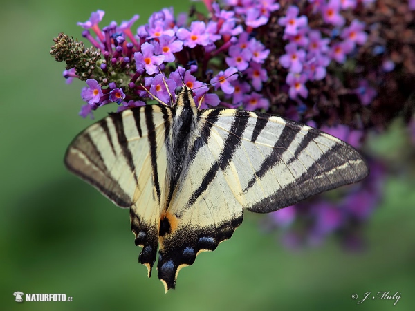 Segelfalter (Iphiclides podalirius)