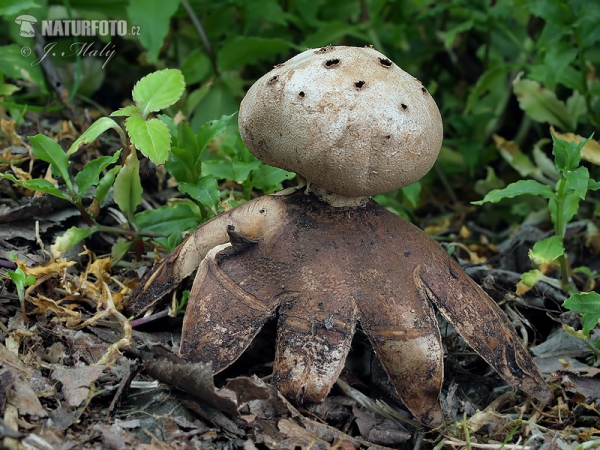 Sieberdstern (Myriostoma coliforme)