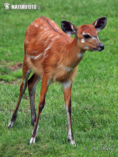 Sitatunga antelope (Tragelaphus spekei gratus)