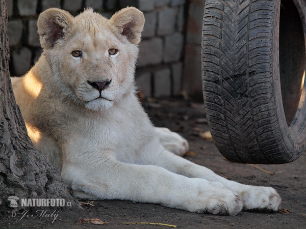 Transvaal-Löwe (Panthera leo krugeri)