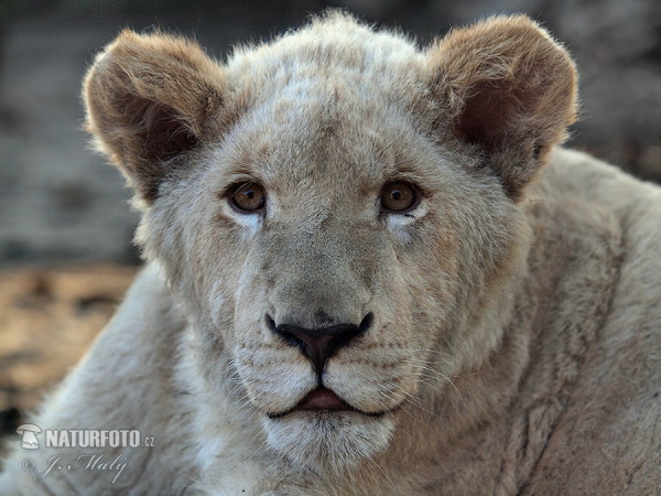 Transvaal-Löwe (Panthera leo krugeri)