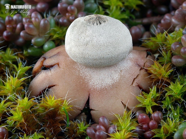 Tschechischer Erdstern (Geastrum pouzarii)